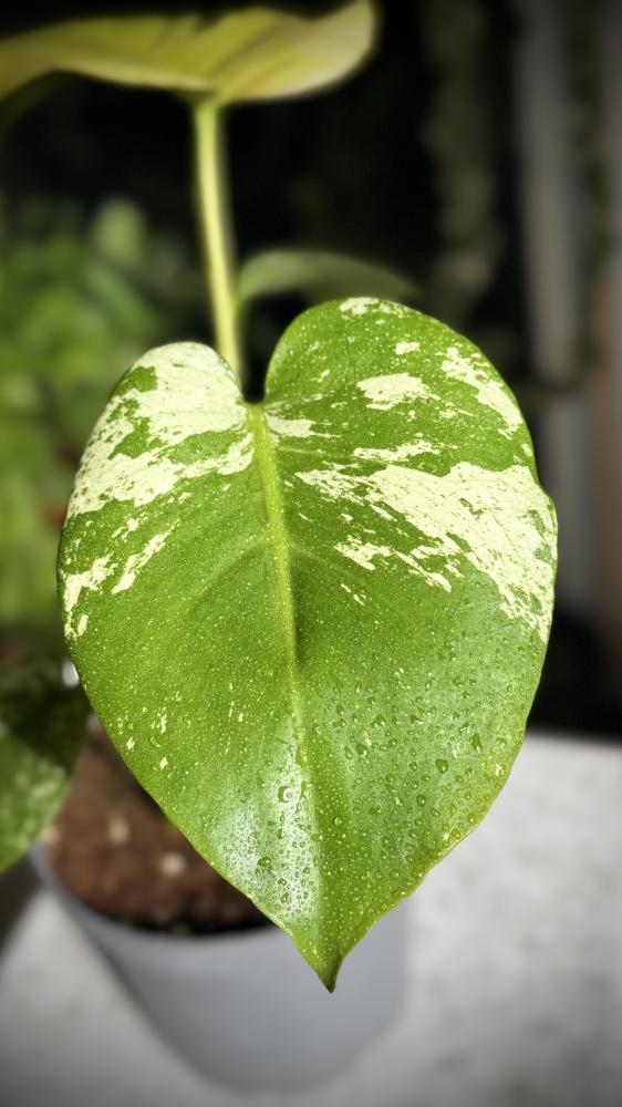 Monstera deliciosa White