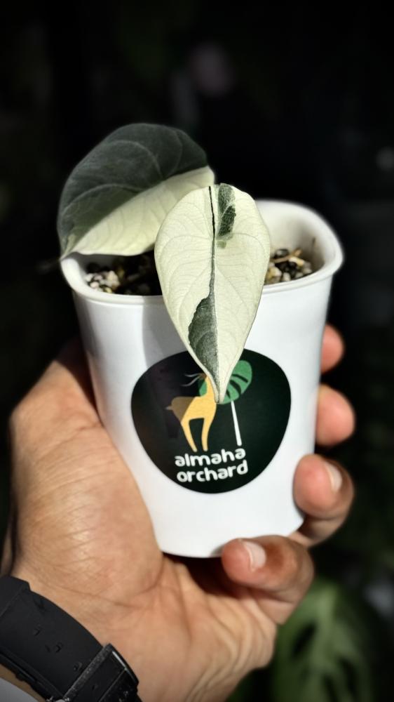ALOCASIA MELO ALBO