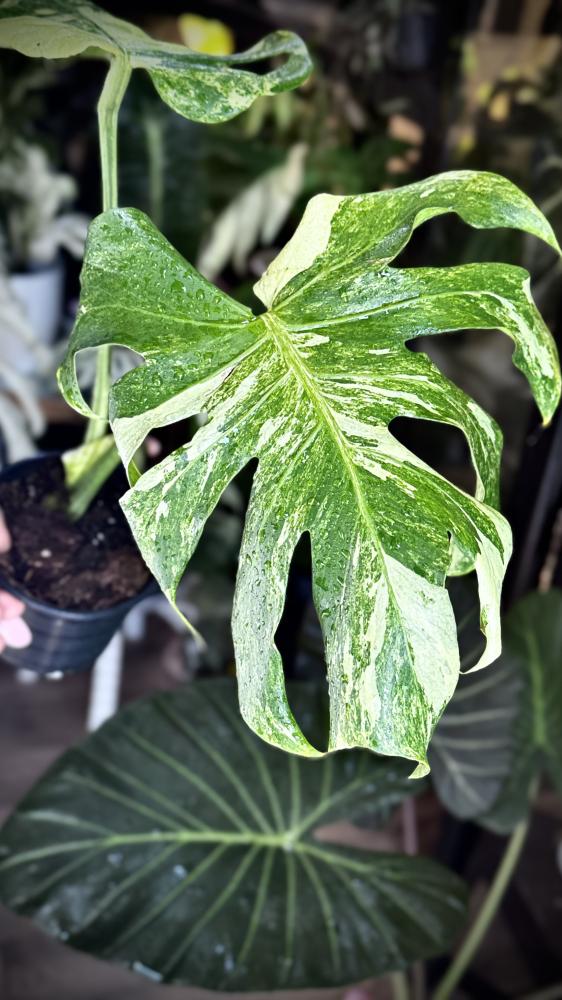 MONSTERA OCEAN  MINT
