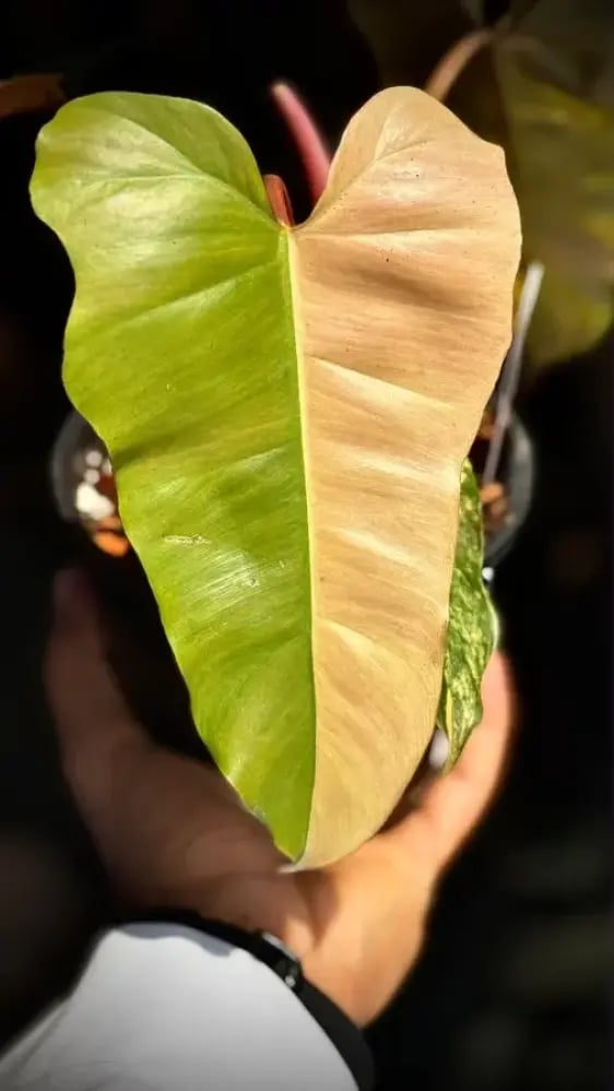Philodendron (Florida x Mayoi) x Black Bellietiae