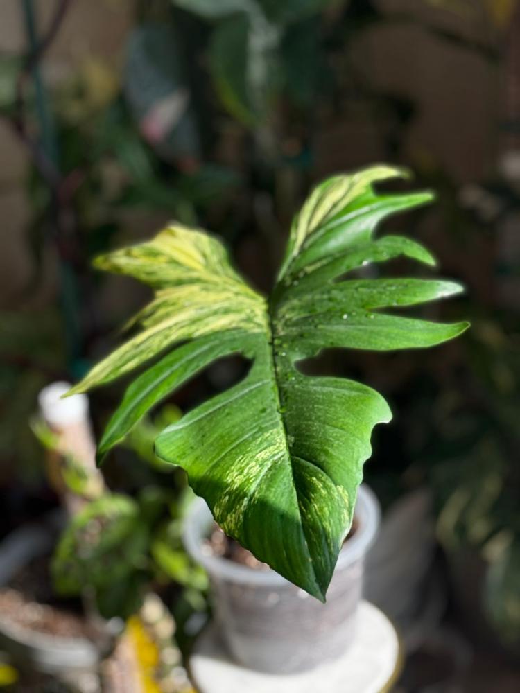 philodendron florida bauty x