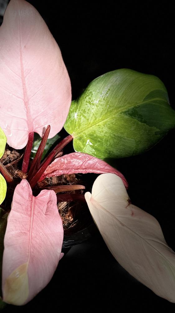 PHILODENDRON CHERRY RED MINT