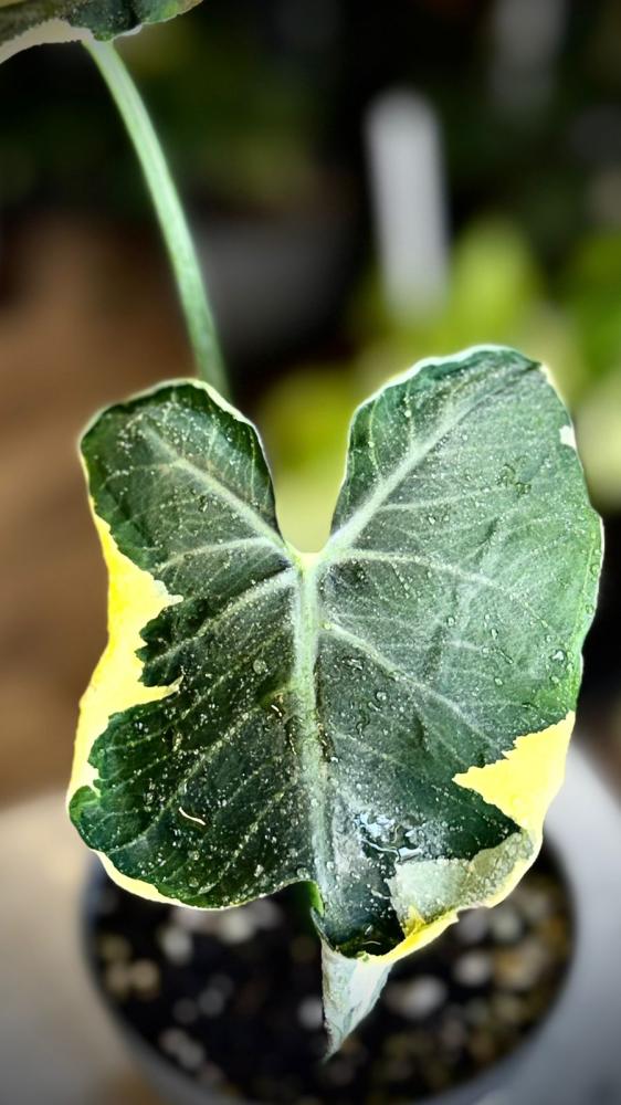 Alocasia Mickey Mouse