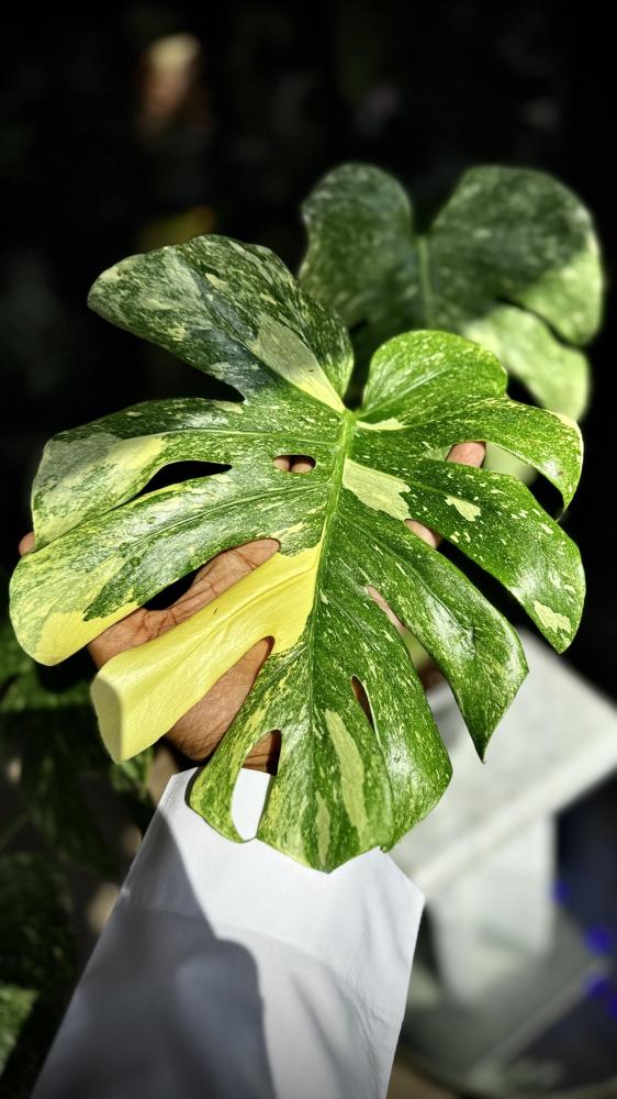 MONSTERA DELICIOSA LEGAZY