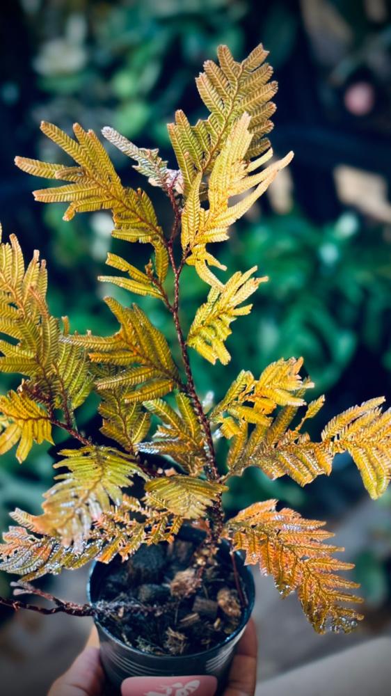 SELAGINELLA SP. BROWN