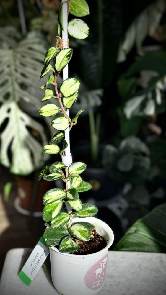 HOYA MATHILDE VARIEGA