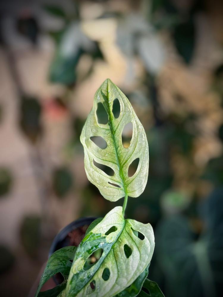 Monstera Lechleriana Variegated