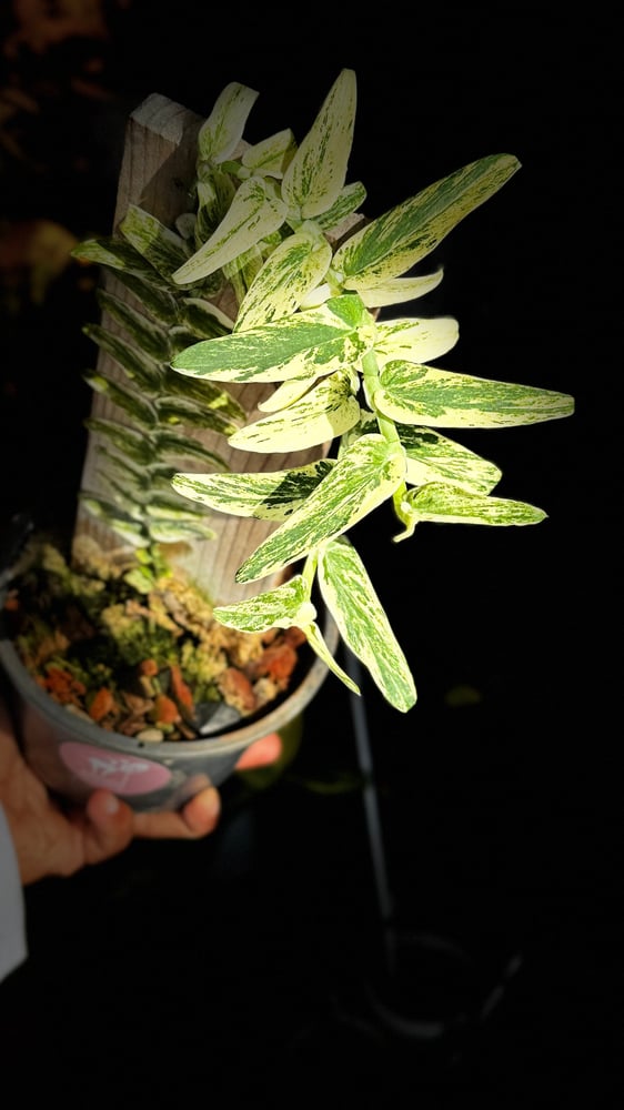 RHAPHIDOPHORA TENUIS ALBO