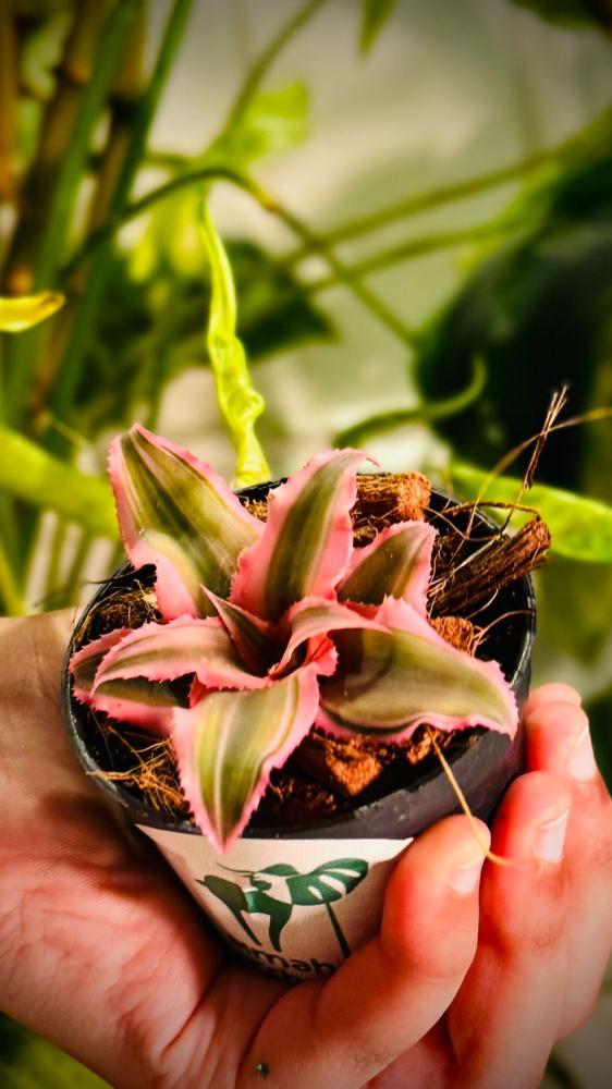 CRYPTANTHUS BIVITTATUS PINK