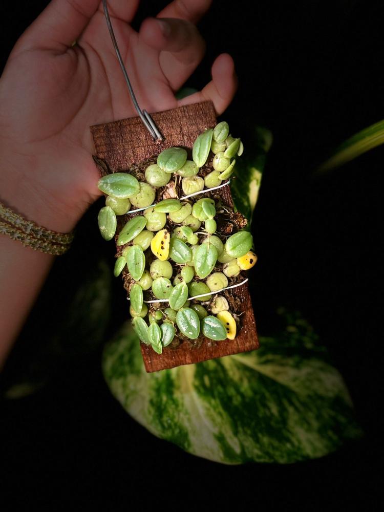 MINI ORCHID - BULBOPHYLLUM LEION ORCHID