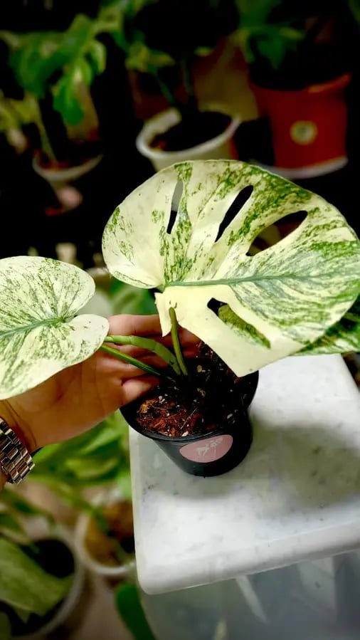 MONSTERA MINT SIAM