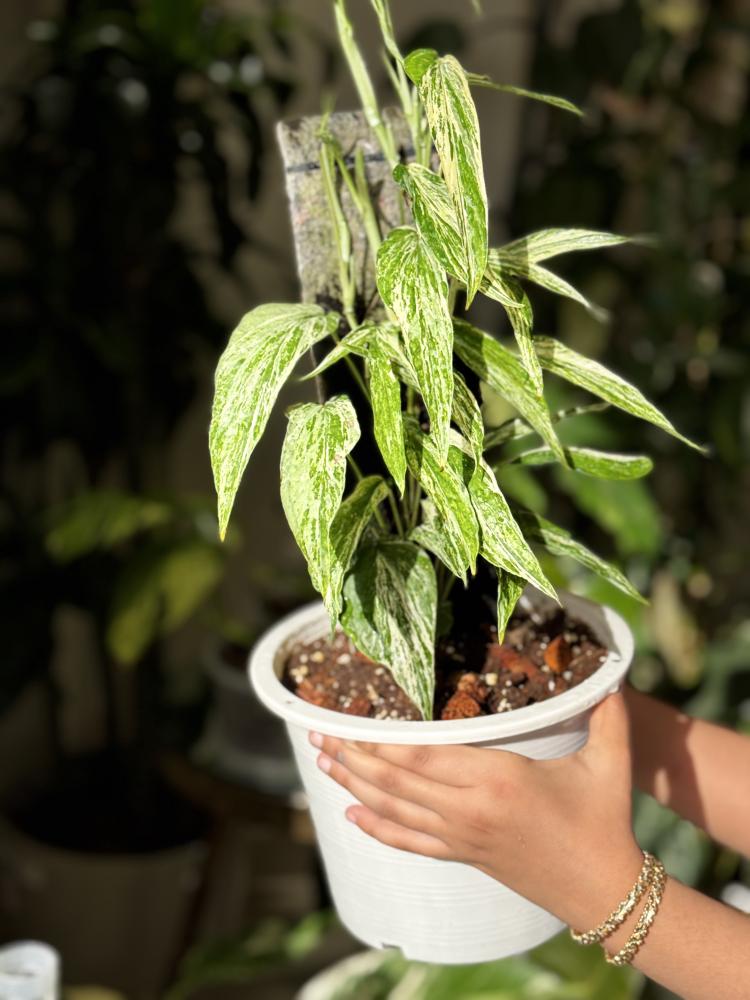 amydrium zippelianum variegated