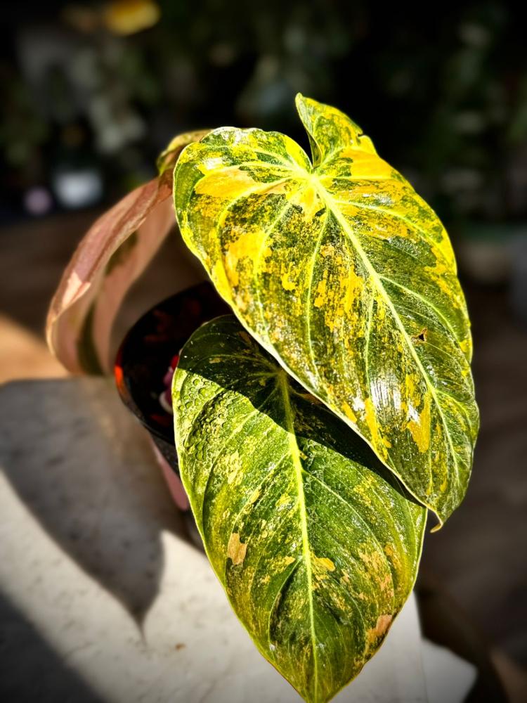 PHILODENDRON MELANO Variegated.