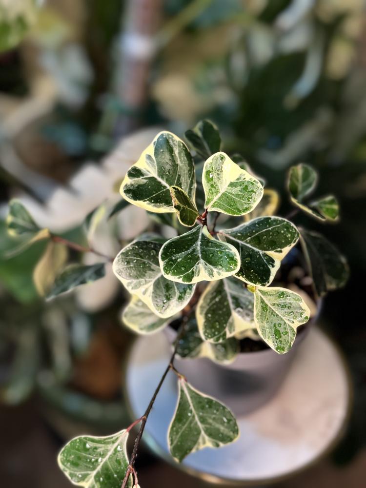 Ficus Triangularis VAR