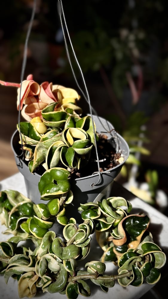HOYA COMPACTA ALBO-MARGINATA