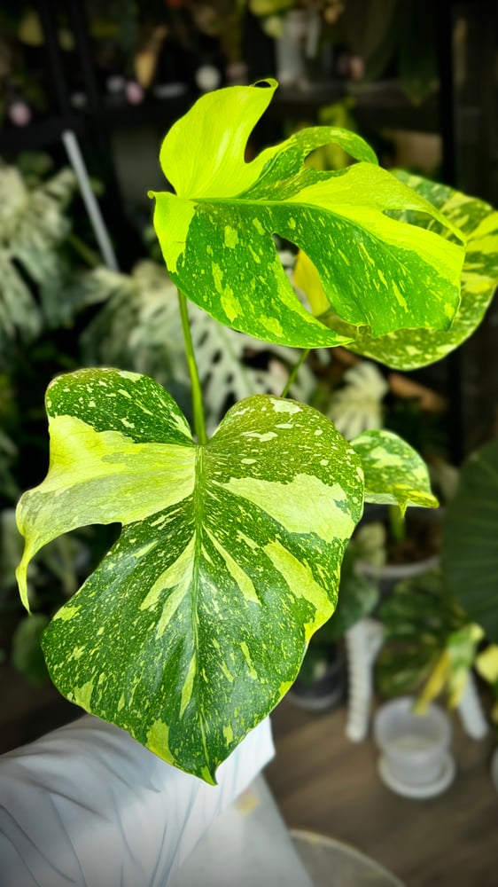 MONSTERA ELECTROLYTE