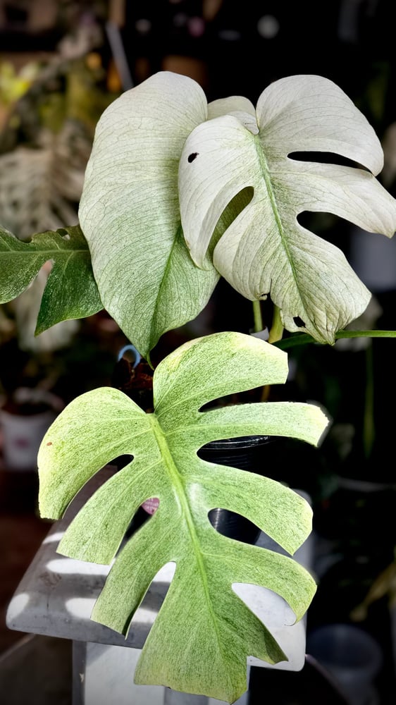 MONSTERA DELICIOSA FULL MINT