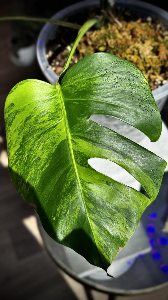 MONSTERA GREEN ON GREEN