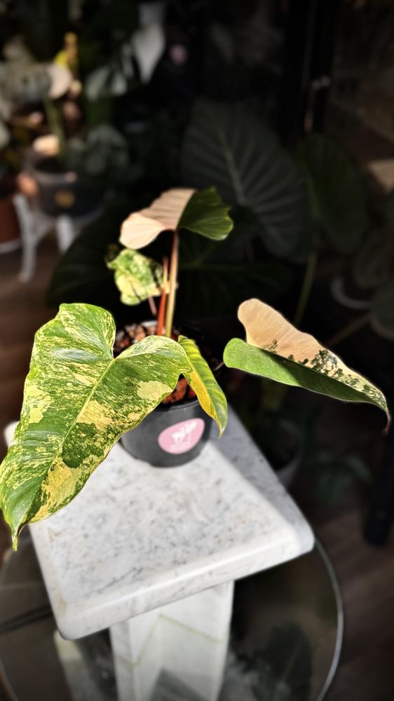 Philodendron (Florida x Mayoi) x Black Bellietiae