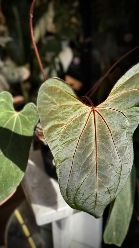 ANTHURIUM HYBRID MIX