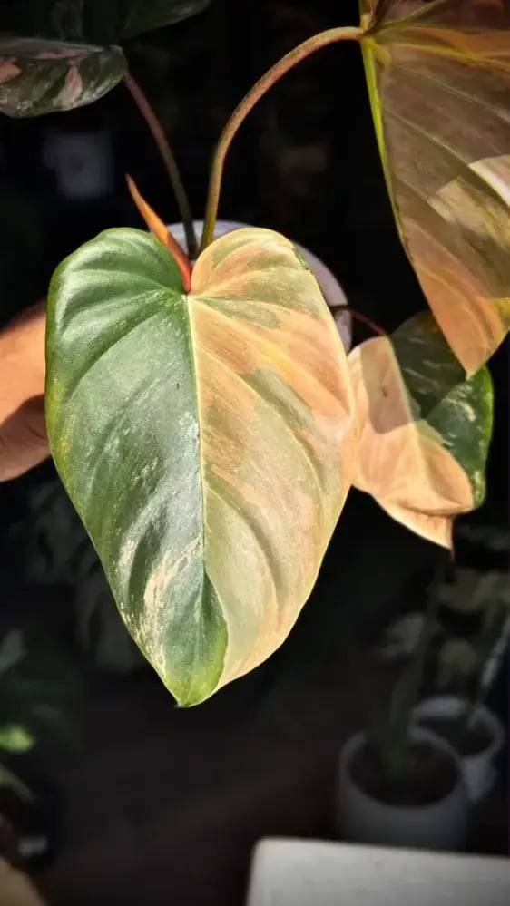 Philodendron Florida beauty x Nangaritense