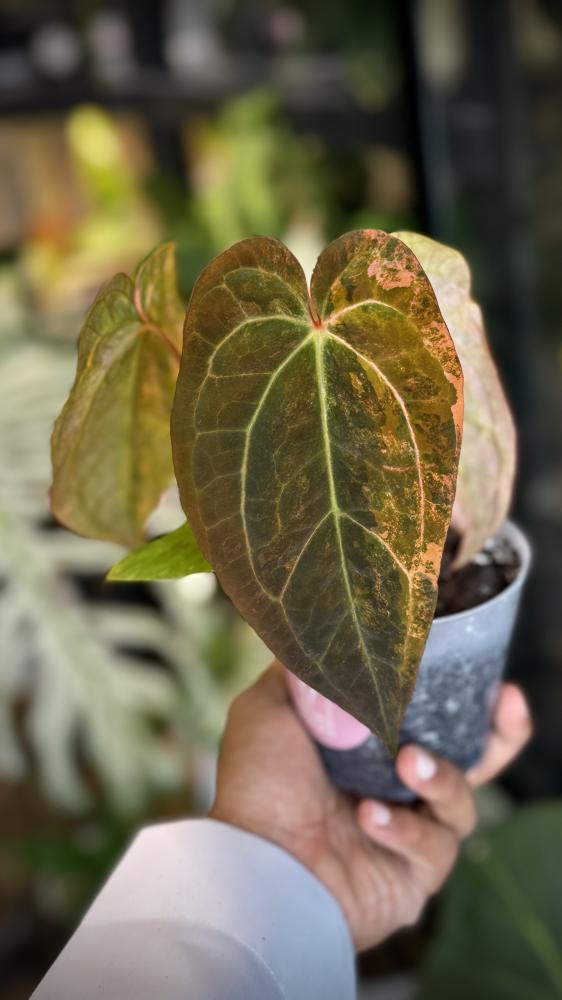 ANTHURIUM HYBRID VARIEGATED