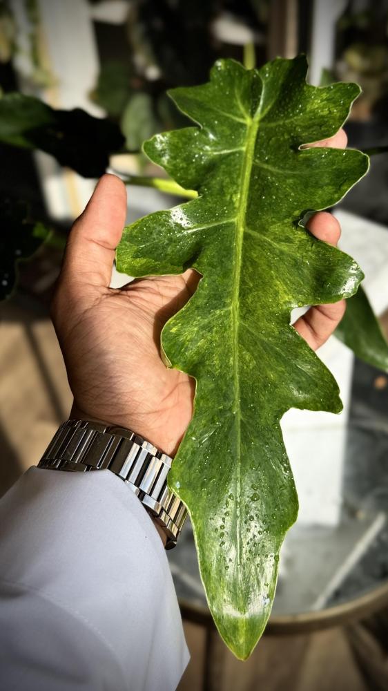 PHILODENDRON WILLIAMSII Variegated
