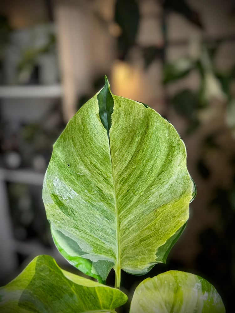 MANJULA POTHOS (GIANT)