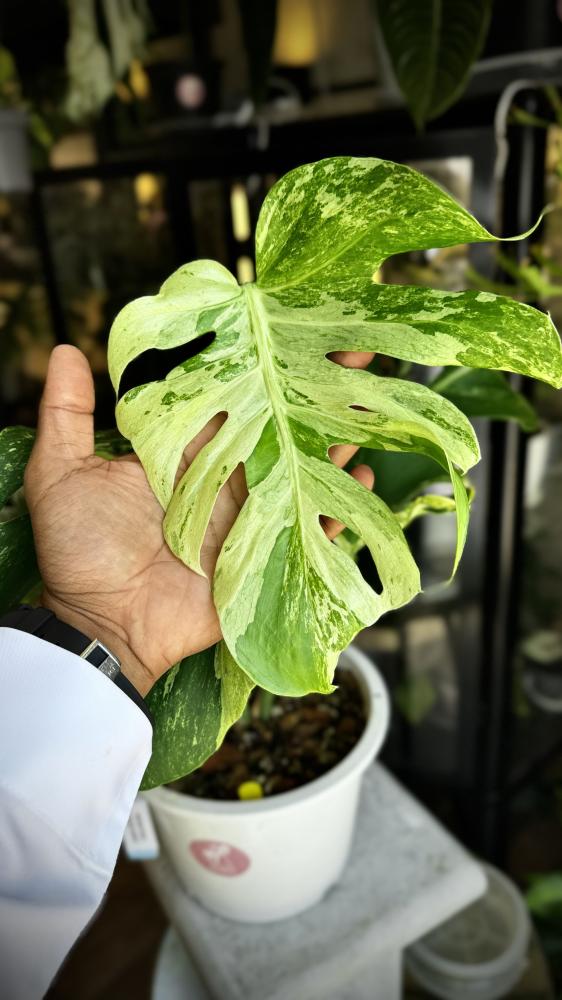 MONSTERA OCEAN MINT