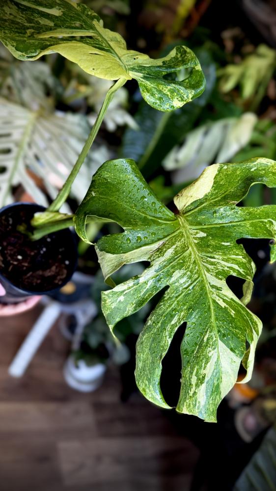 MONSTERA OCEAN  MINT