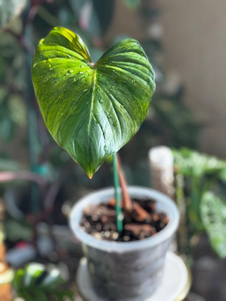HOMALOMENA RUBESCENS