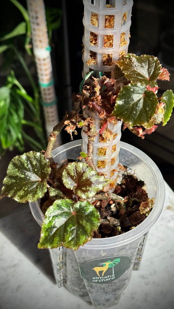 BEGONIA REX MIX VARIETIES