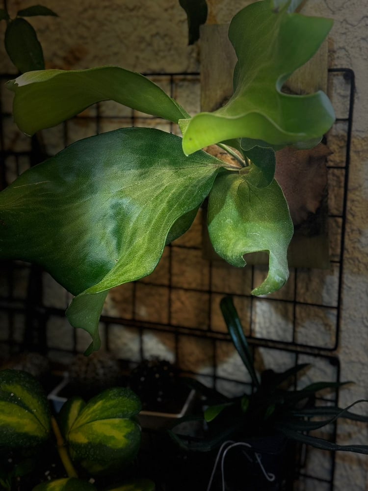 PLATYCERIUM HILL SPORT