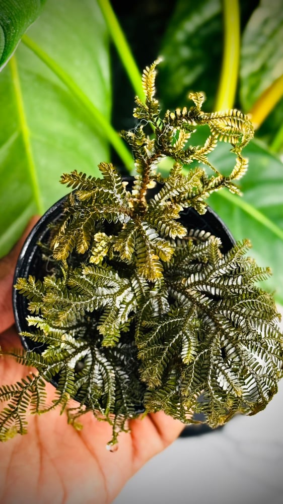 SELAGINELLA SP PHILIPP