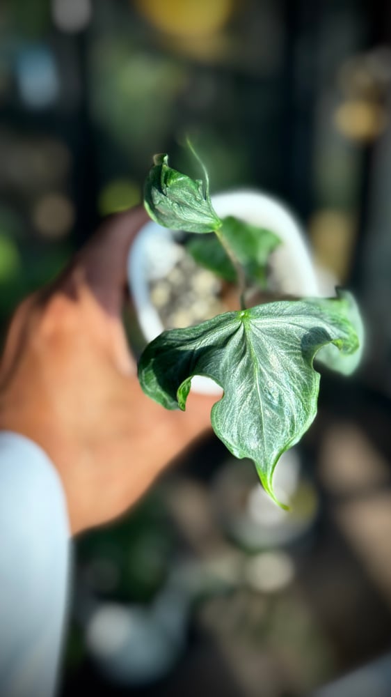 ALOCASIA HOLY GRAIL