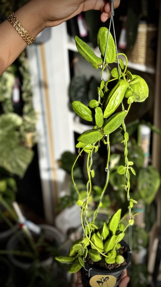 DISCHIDIA RAFFLESIANA