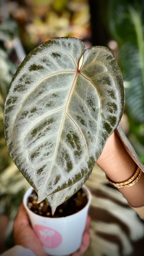 ANTHURIUM ‘SUPER STAR’ HYBRID
