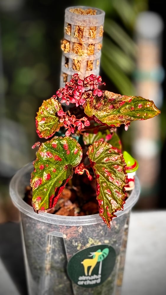 BEGONIA REX MIX VARIETY