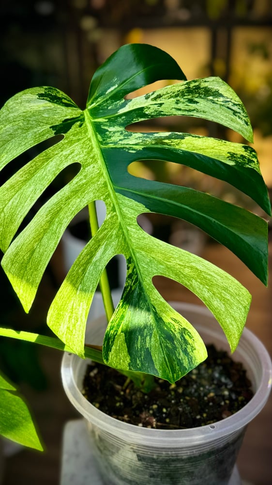 MONSTERA DELICIOSA MINT