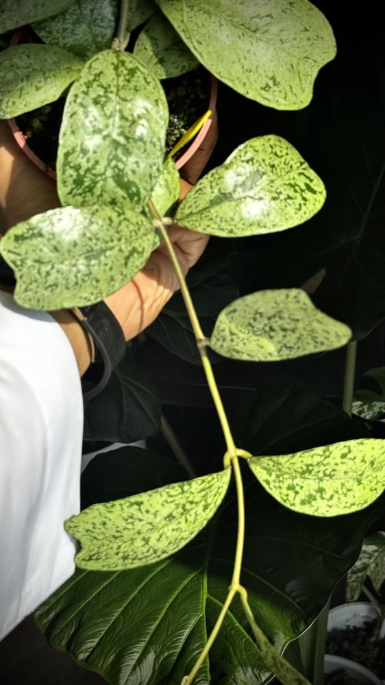 HOYA DEYKEAE MORING DEW