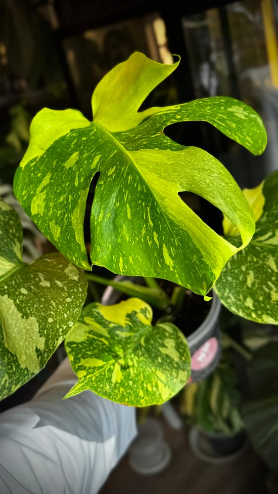MONSTERA ELECTROLYTE