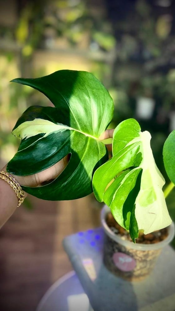MONSTERA WHITE LAVA