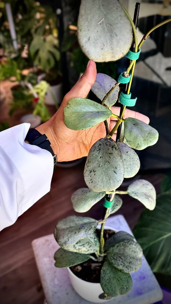 HOYA CHIANG DAO SILVER