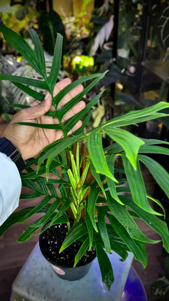 RHAPHIDOPHORA TENUIS GREE