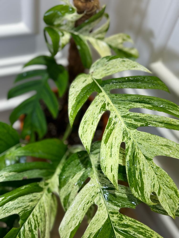 EPIPREMNUM PINNATUM MARBL