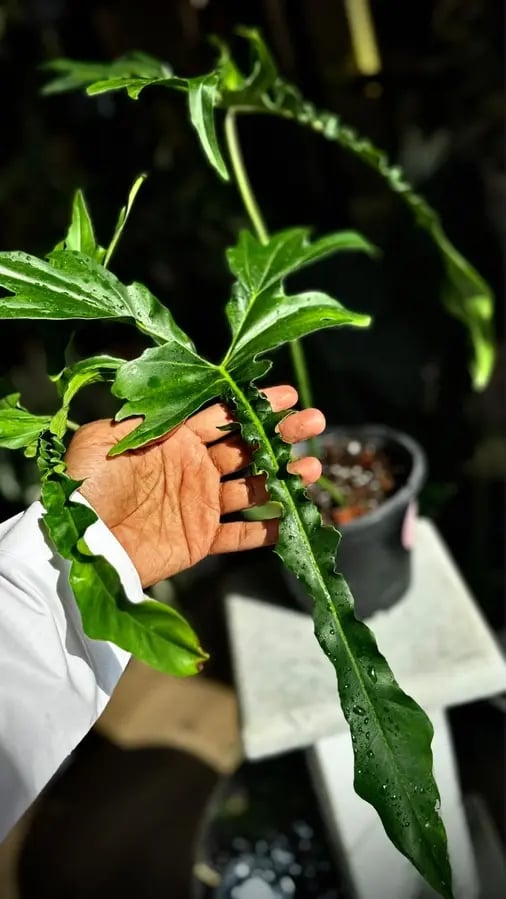 PHILODENDRON BELLE ISLE