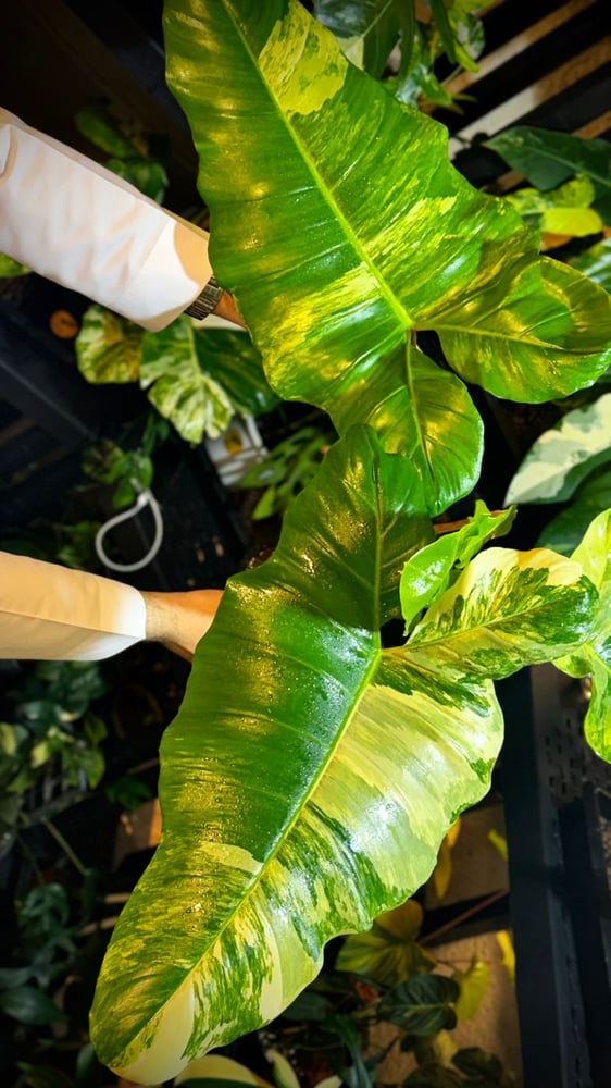 PHILODENDRON FLORIDA X PARAISO