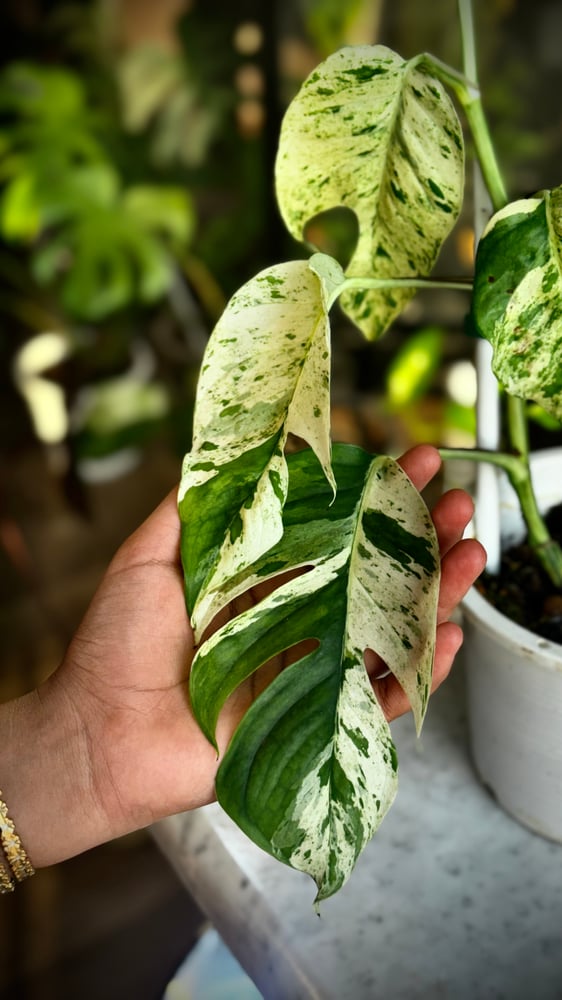 Epipremnum Pinnatum Marble Variegated