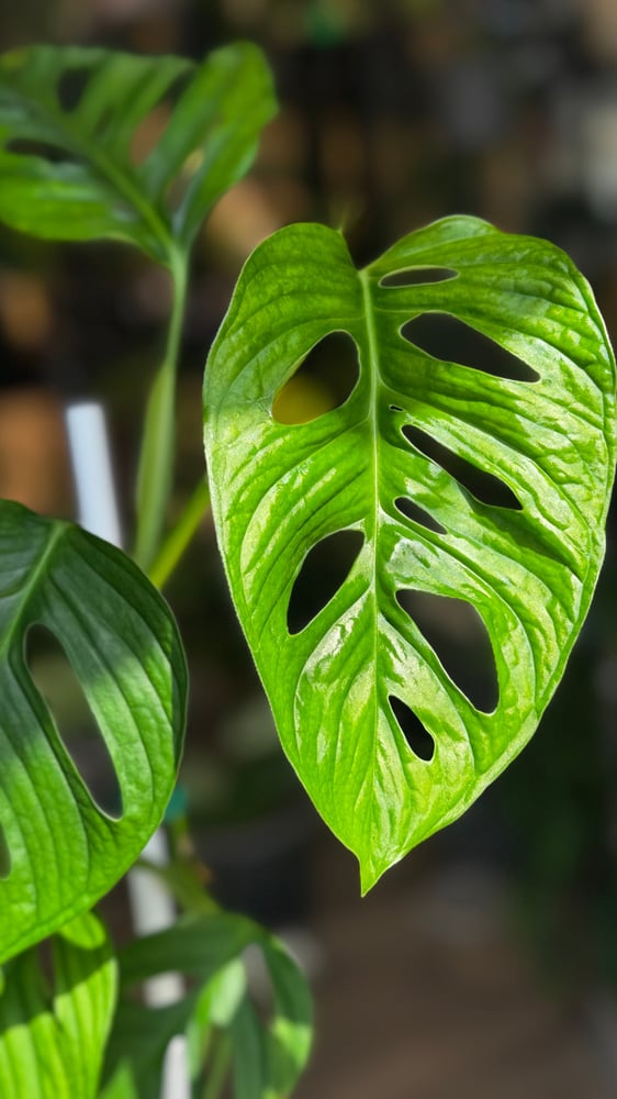 monstera lechleriana