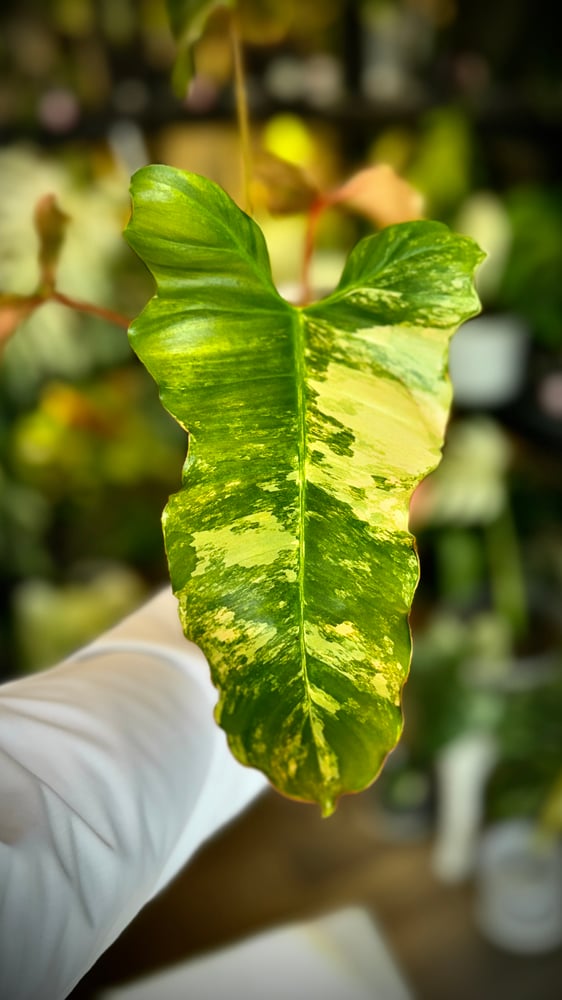 PHILODENDRON HYBRID Marron